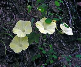 Merremia vitifolia